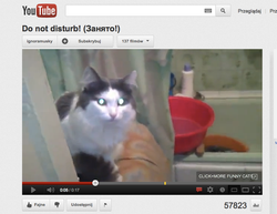 Oto kot, który potrzebuje odrobiny prywatności w łazience