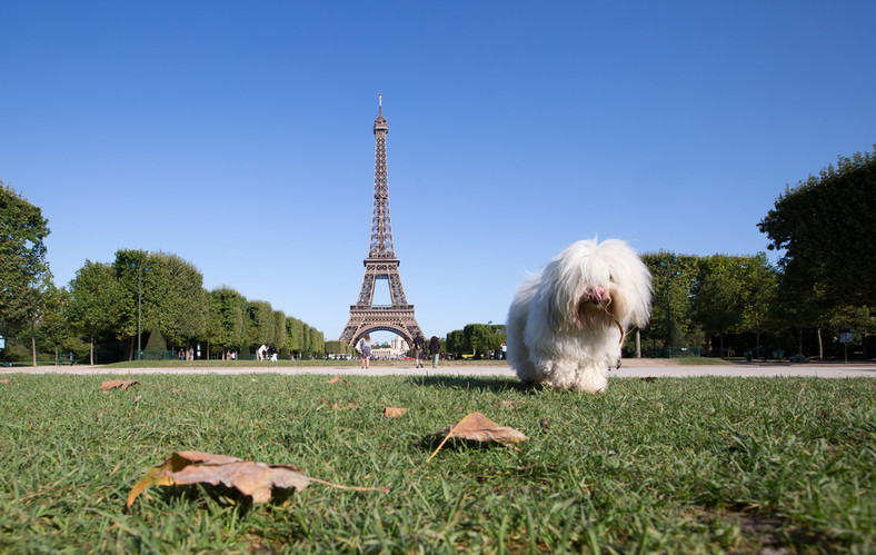 Pies w Paryżu