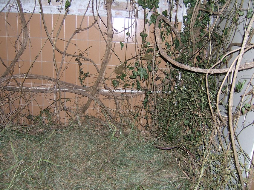 Kristina Drašković Boškov, Noć za ljubavnike, instalacija