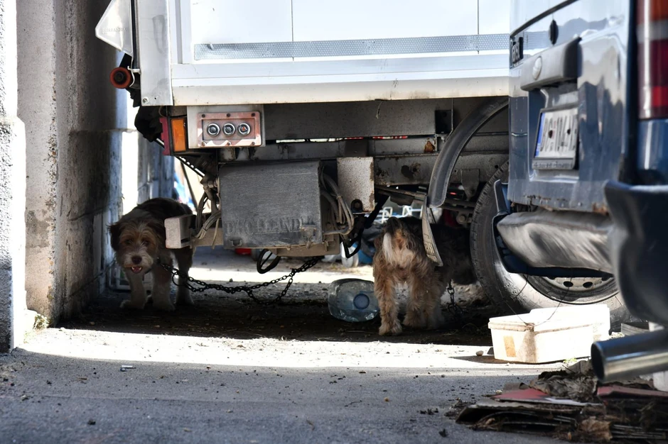 Psi vezani za stare automobile, da ih "pauk" ne bi odneno