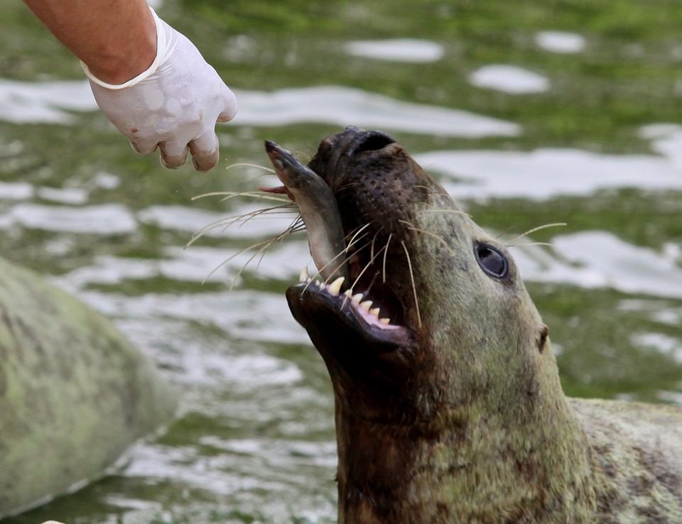 WARSZAWA ZOO POKAZY KARMIENIA