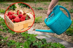 Wylej ten tani nawóz pod truskawki. Składniki masz w kuchni, a owoce będą przepyszne