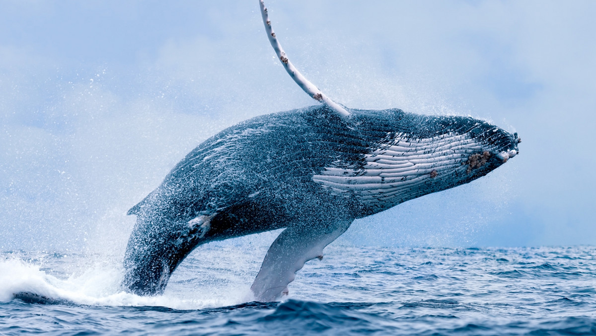 Do niezwykłej sytuacji doszło na zatoce Monterey Bay kilka dni temu. Fotograf Douglas Croft opublikował najpierw spektakularne zdjęcie humbaka wynurzającego się z wody w pobliżu łodzi rybackiej. Teraz pojawiło się nagranie wideo. 