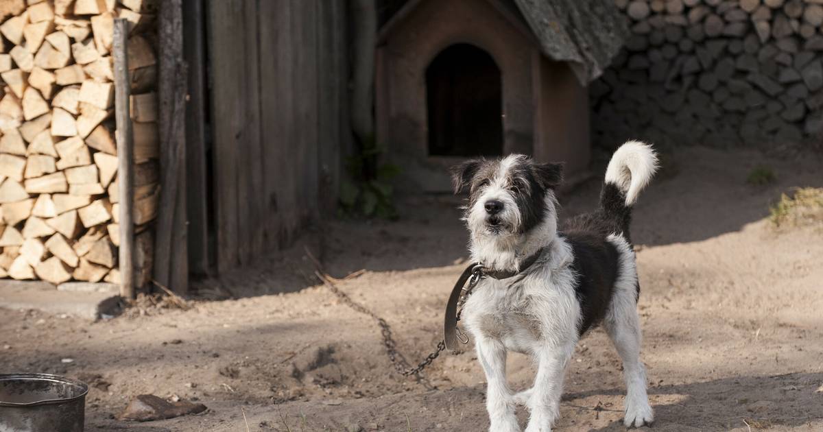 Koniec z trzymaniem psów na łańcuchu. Sejm uchwalił ustawę