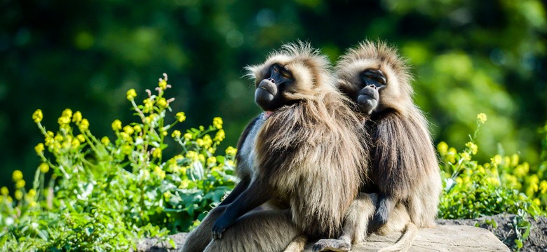 Burza wokół niemieckiego zoo. Protesty po uśmierceniu zdrowych zwierząt