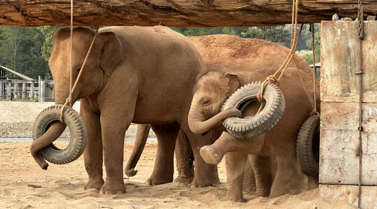 Nem állatkert, hanem mentett elefántok földi pradicsoma Thaiföldön, ahol állatrajongó önkéntesek segíthetnek az ormányos óriások gondozásában / Fotó: Barati Viktória