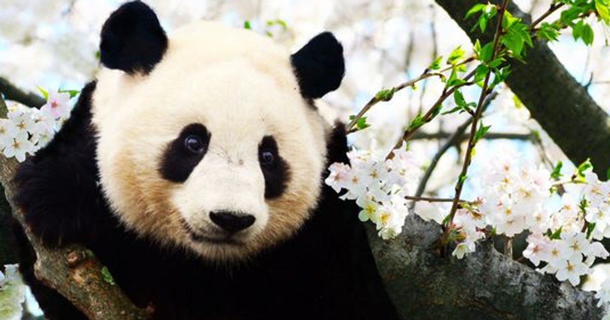 Here’s what makes ‘panda poop’ the most expensive tea in the world