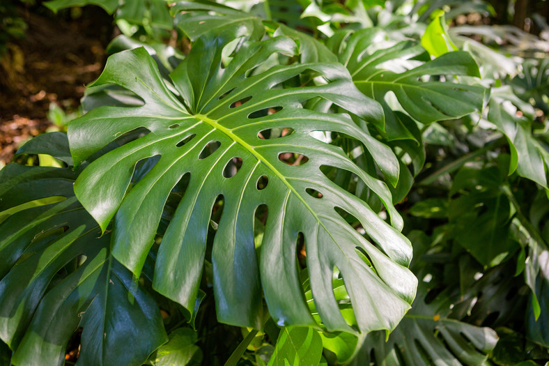 Monstera deliciosa