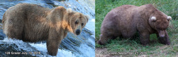 Wybrano najgrubszego niedźwiedzia na Alasce 