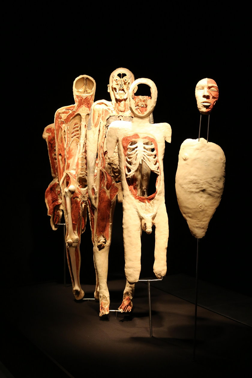 wystawa „Body Worlds"