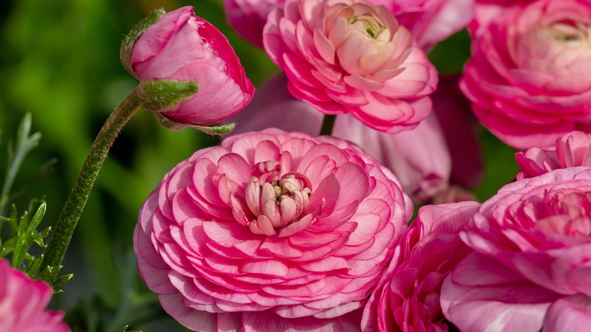 Ranunkulus, poznat i kao baštenska ruža, oduševljava raskošnim cvetovima