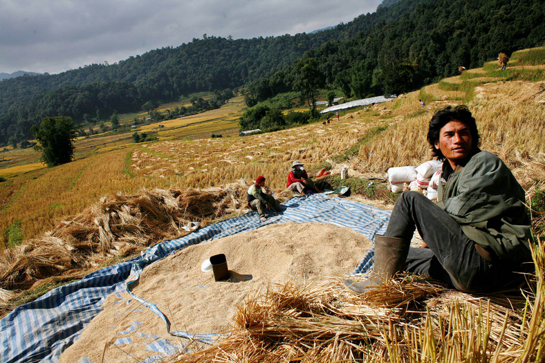 Rolnik odpoczywający po zbiorze ryżu w Tajlandii