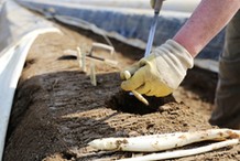 Zbiór szparagów w Niemczech. Są plany ws. szczepień dla pracowników