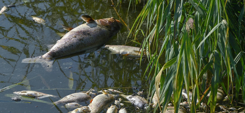 Martwe ryby ponownie pojawiły się w brandenburskim dopływie Odry