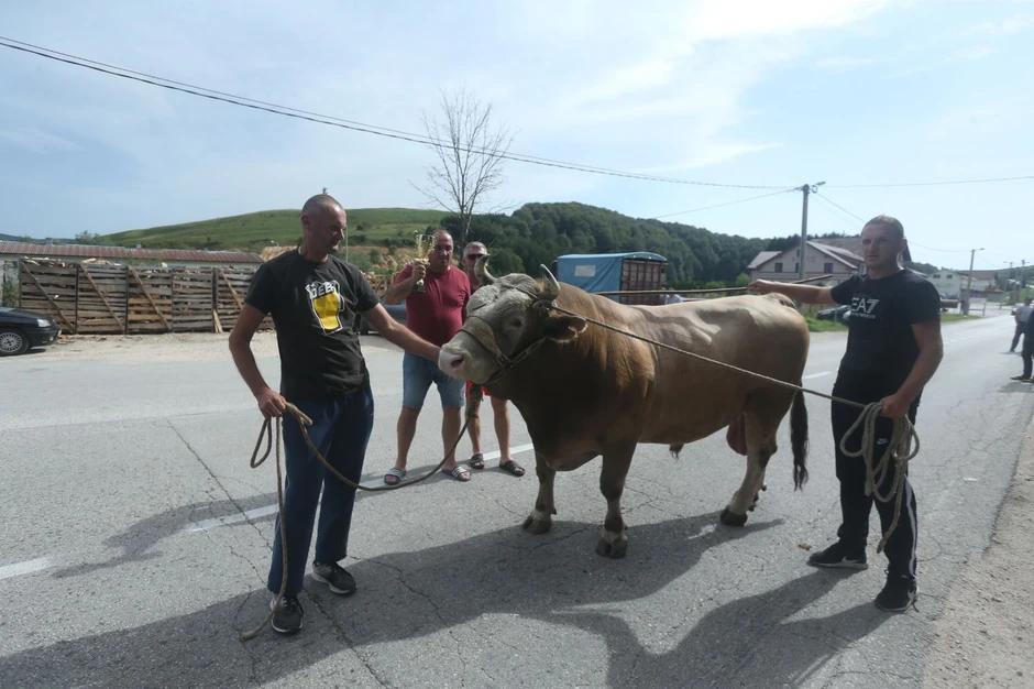 Borba bikova na Manjači, pobjednik Bjelan, vlasnik Jovo Vođević Duman