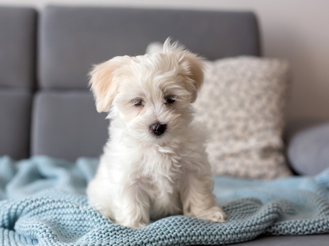Ovih 5 popularnih imena ne bi trebalo davati psu, savetuje veterinar