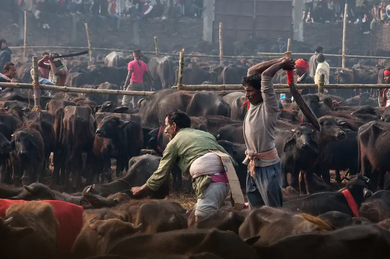 Festiwal Gadhimai w 2014 roku