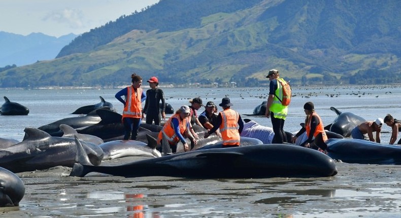 Volunteers pour water on pilot whales during a mass stranding at Farewell Spit, on February 11, 2017