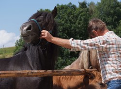 Konie są z nami od 5,5 tys. lat