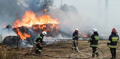 Ogień zabił 29 byków. To mogło być podpalenie?