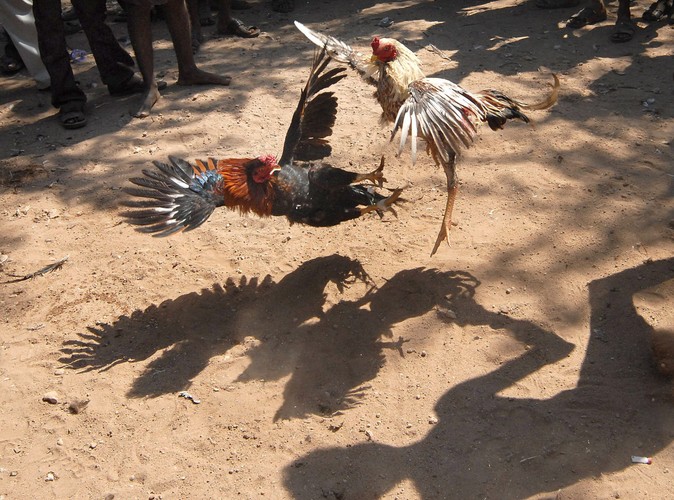 Szacuje się, że w ciągu pięciodniowego święta walk kogutów (Sevalkattu) w zawodach wzięło udział nawet 2 tysiące zwierząt. Zdjęcie wykonane w wiosce Poolamvalasu w Indiach