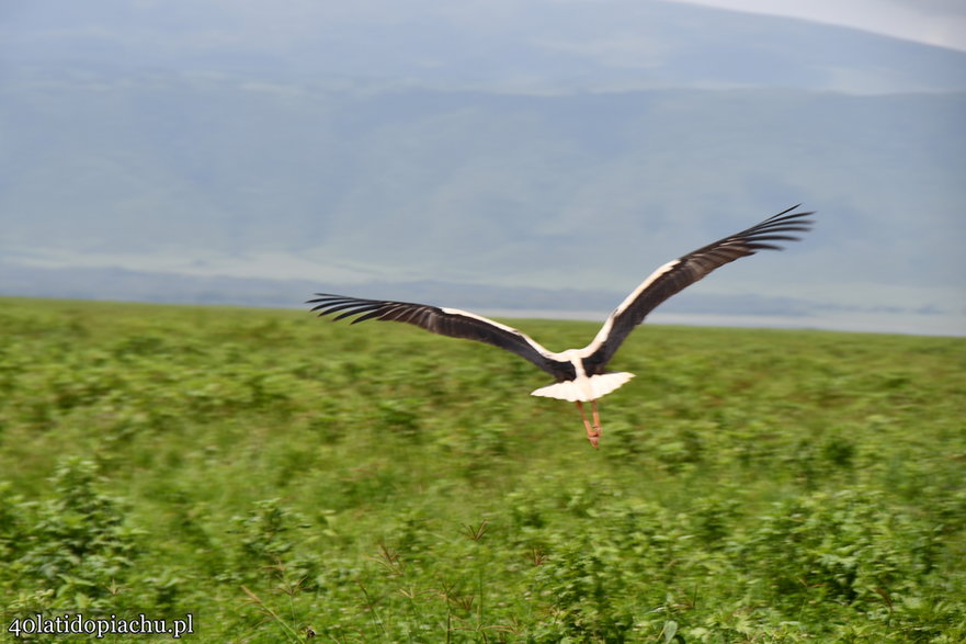 Nasze bociany i ich afrykańscy sąsiedzi podczas zimowania w kraterze Ngorongoro