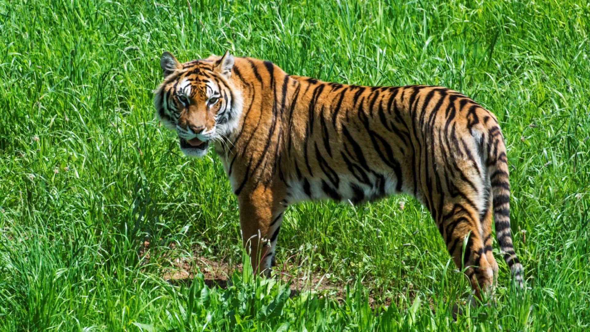 Nepálban háromszor annyi tigris él, mint 13 éve, de ugyanígy megnőtt a támadások száma is