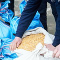 Zboże techniczne z Ukrainy trafiło do polskich młynów jako spożywcze. "Oszustwo wielkich rozmiarów"
