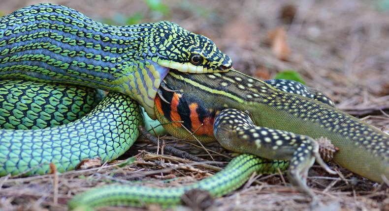 How do snakes digest big animals? [LiveScience]