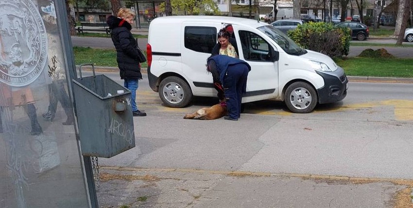 Jedan od pasa je juče uhvaćen u naselju Radijalac