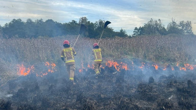 Strażacy opanowali pożar w Biebrzańskim Parku Narodowym