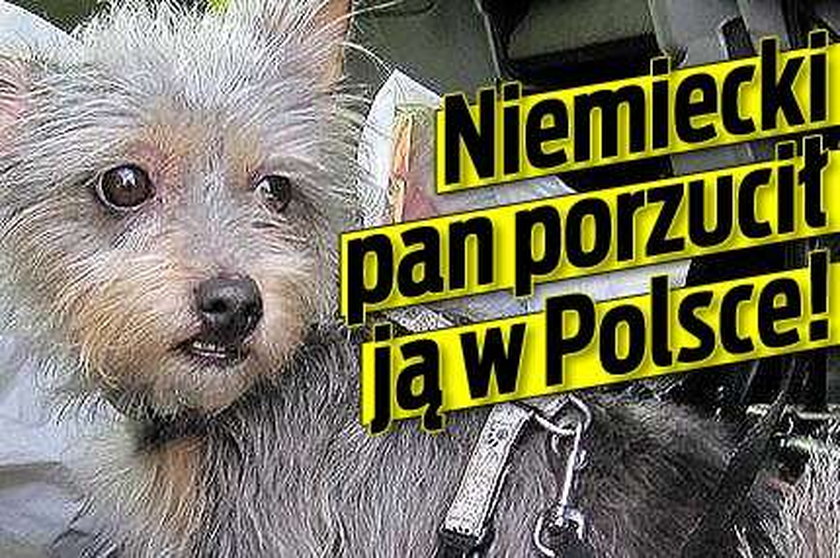 Niemiecki pan porzucił swoją psinę w Polsce. Jak mógł?!