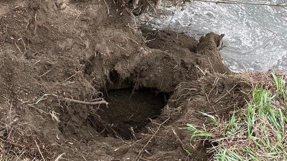 Pies utknął w wydrążonym przez bobry tunelu