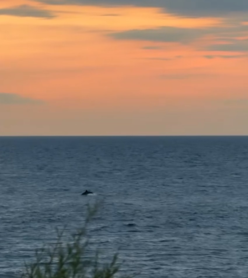 Dragana Kosjerina, objava