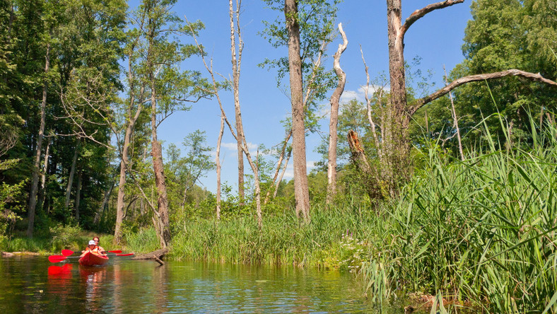 Turyści wypoczywający na szlaku kajakowym rzeki Krutyń niszczą przyrodę, dlatego służby ochrony środowiska, leśnicy wraz z Dyrekcją Mazurskiego Parku Krajobrazowego chcą uregulować ruch turystyczny. W wakacje Krutynią spływa każdego dnia nawet do 1 tysiąca kajakarzy.