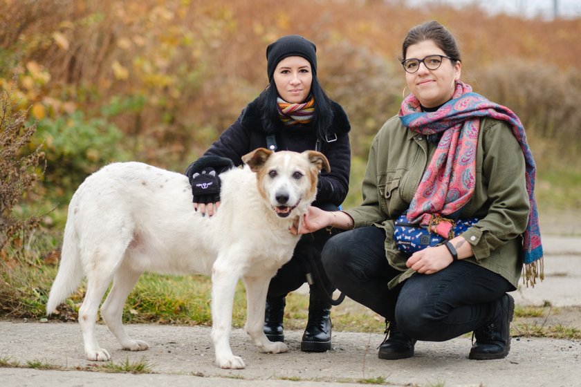 Nie skazujmy ich na schronisko. W Chorzowie ruszyła kampania promująca adopcję zwierząt