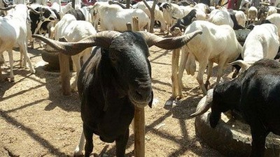 Don’t borrow to buy Salah ram, cleric cautions Muslims