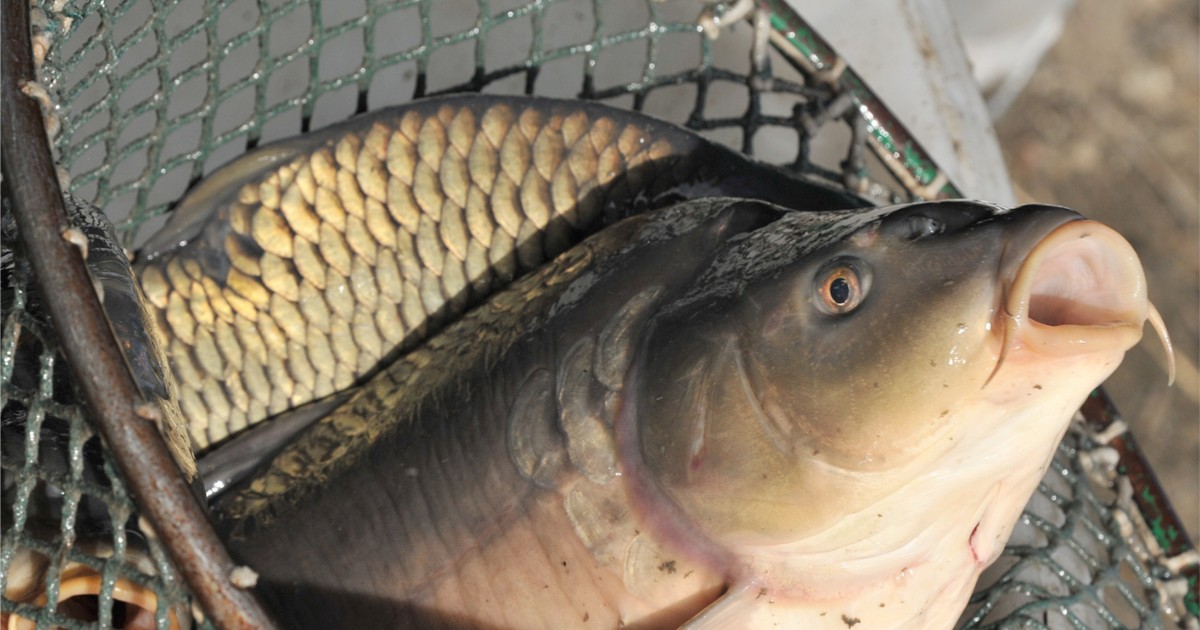 Zalewa nas importowany karp z Czech. Jak go rozpoznać? Hodowca zdradza patent