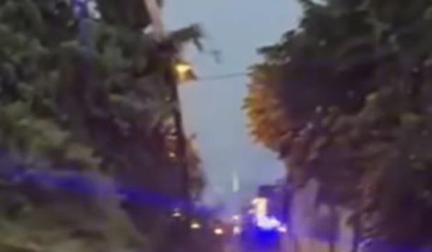 Drvo palo na napojnu mrežu u Futogu