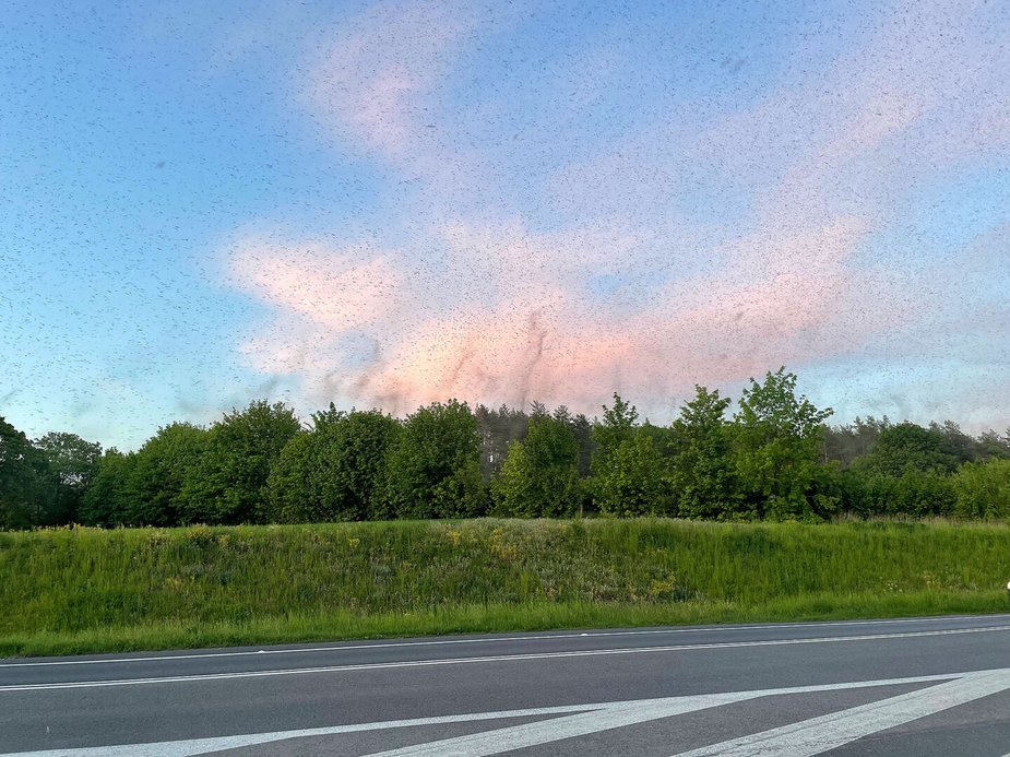 Rój owadów na wyspie Wolin