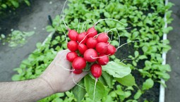 Kiedy siać rzodkiewkę? Co ile cm? Jaką odmianę wybrać do ogrodu? To pewniak warzywnika