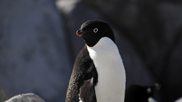 Az otthonától 3000 kilométerre találtak rá egy nagyon ritka pingvinre – cuki videó