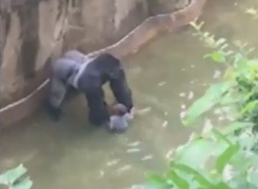 Harambe s dečakom pre nego što su ga ustrelili