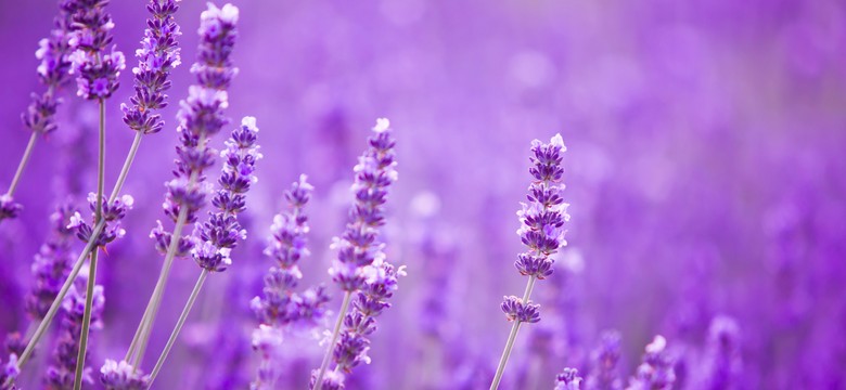 Kwitnie ponad trzy miesiące w roku. Nie wymaga skomplikowanych zabiegów