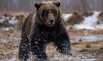 Groza w Bieszczadach! Niedźwiedź rzucił się na kobietę
