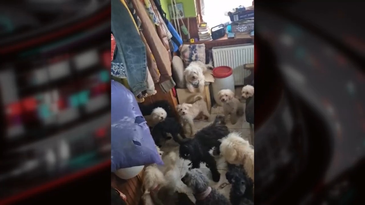 Felfoghatatlan és undorító állatkínzás Zalában: 80 kutyát találtak egy lakásba zárva, 21 tetemet pedig a fagyasztóban – 18+ videó