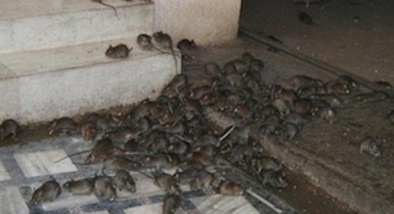 Kwara has not recorded any case of Lassa fever- Commissioner