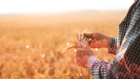 Popularne pestycydy mogą szkodzić męskiej płodności – alarmujące wyniki badań