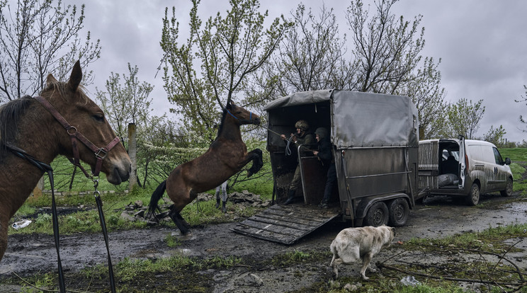 Ukrán katonák próbálják befogni a kóbor lovakat egy elhagyatott lótenyészet területén a donyecki régióban / Fotó: MTI-AP-Libkos