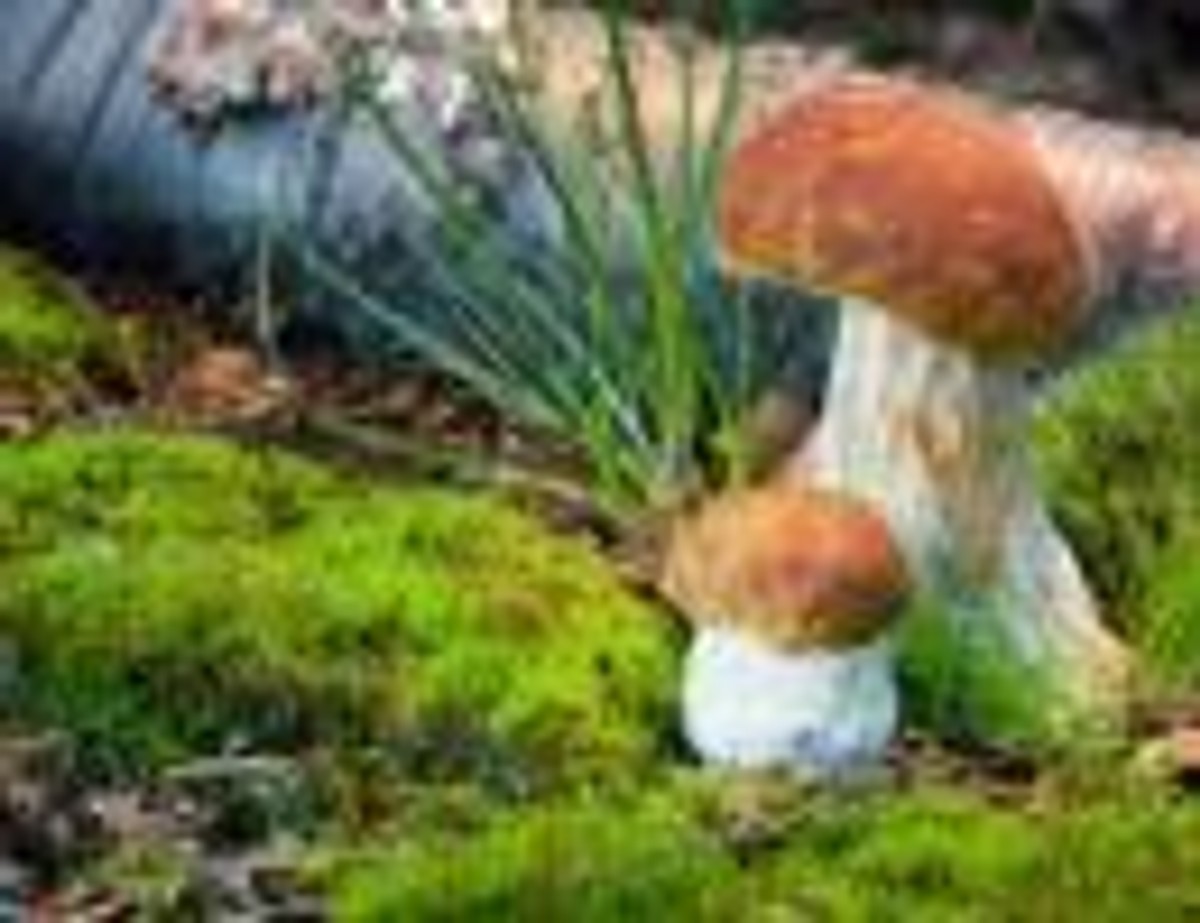 Grzyby w lesie. fot. shutterstock.com